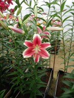 [4137 Flashpoint No01.JPG]